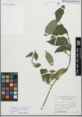 Foto von Salix fragilis L. x Salix pentandra L.